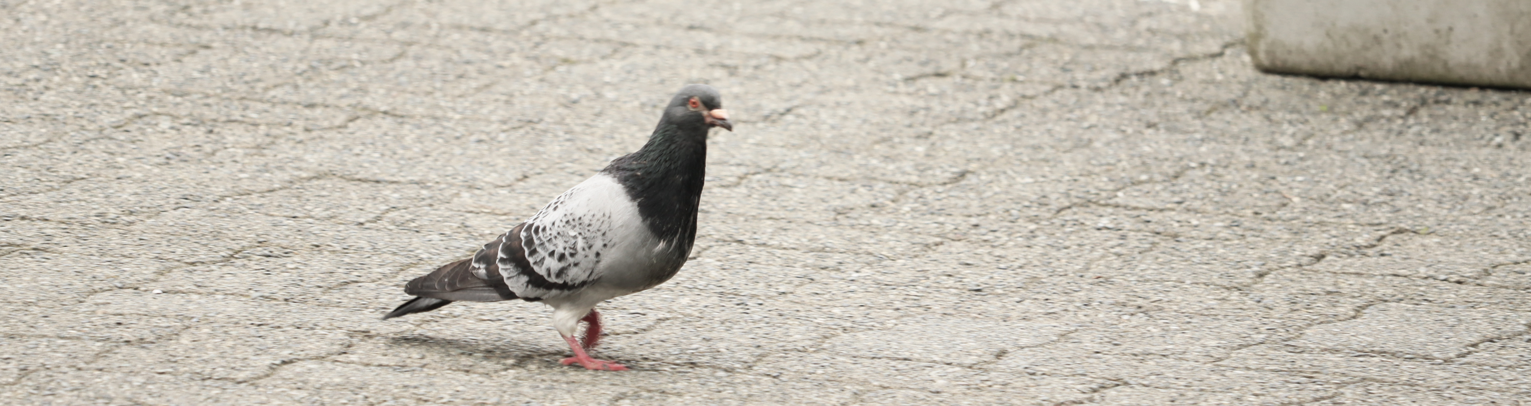 PortfolioThird slide